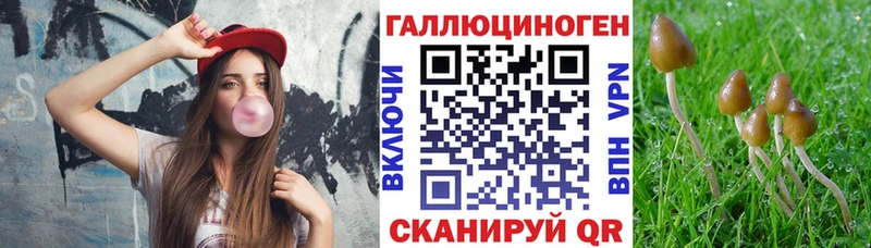 что такое   Шатура  Псилоцибиновые грибы Psilocybe 